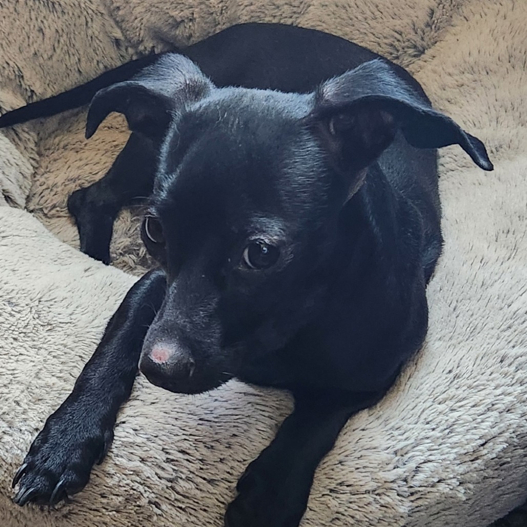 Lady * Adoption Pending! *