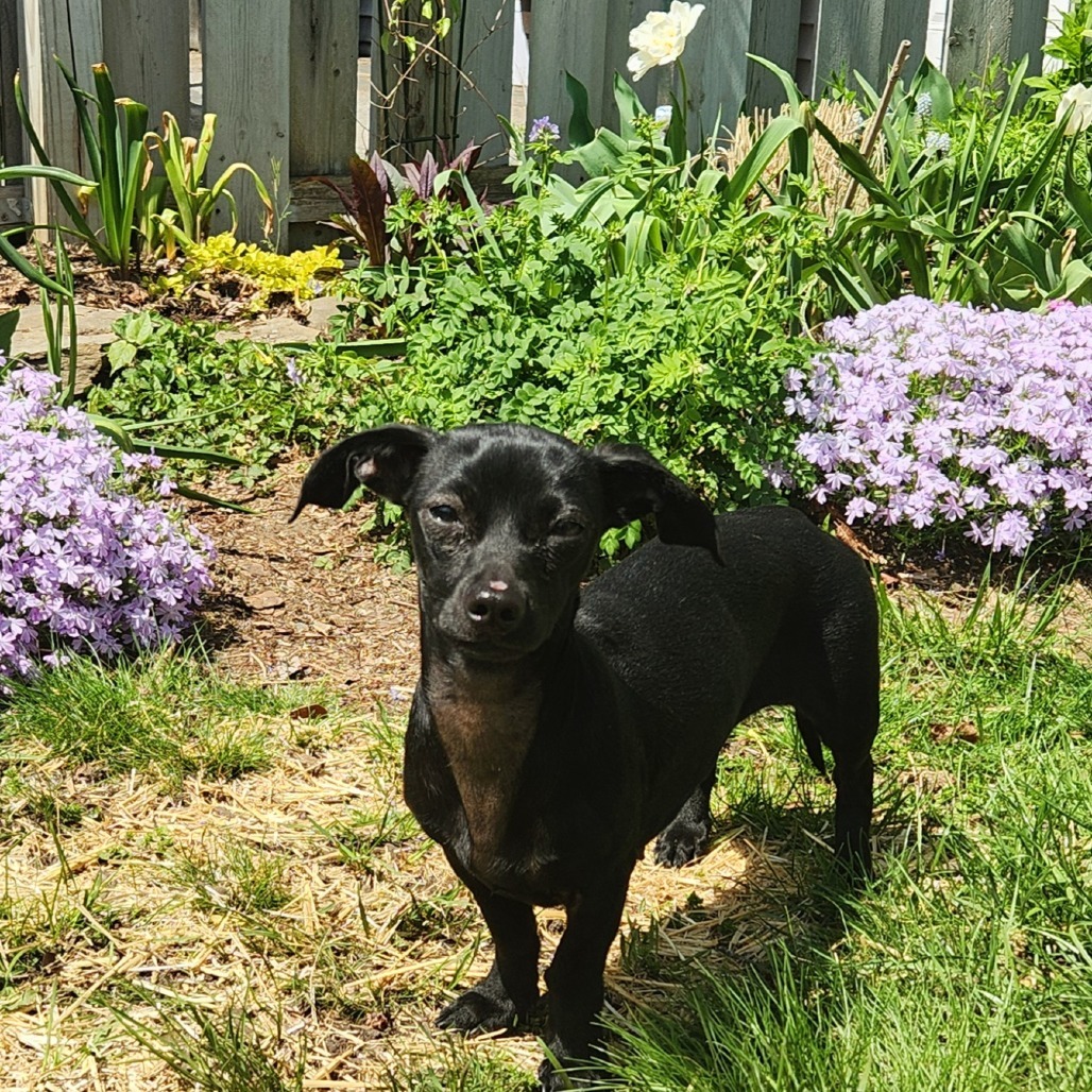 Lady * Adoption Pending! *