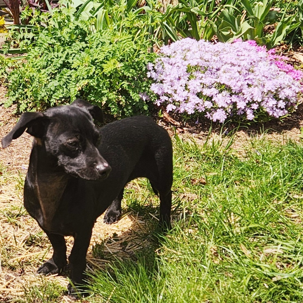 Lady * Adoption Pending! *
