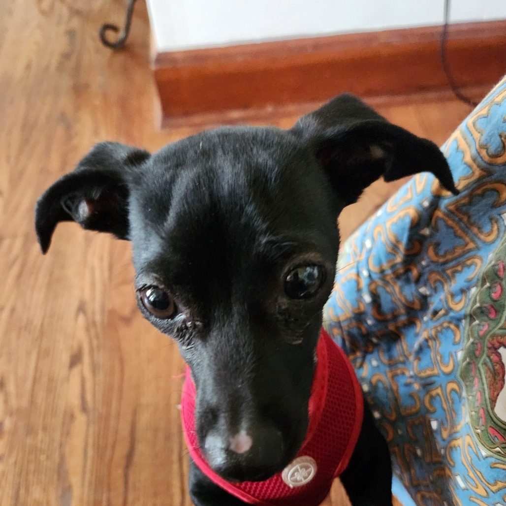 Lady * Adoption Pending! *