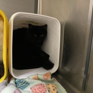 Lawrance, Young Male Domestic Medium Hair