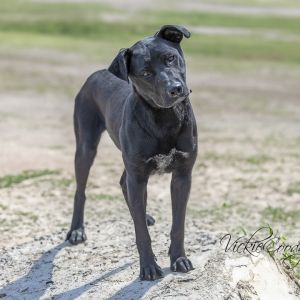 Drake, Young Male Labrador Retriever