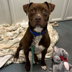 Choco, Adult Male Chocolate Labrador Retriever