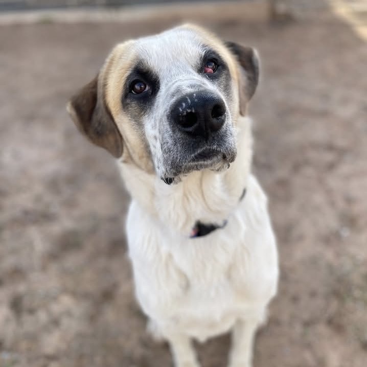 Oliver, an adoptable Saint Bernard, Akbash in Sand Springs, OK, 74063 | Photo Image 1