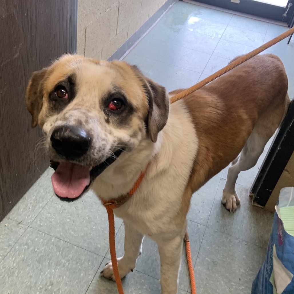Oliver, an adoptable Saint Bernard, Akbash in Sand Springs, OK, 74063 | Photo Image 2