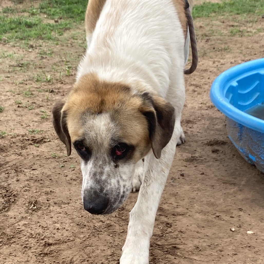 Oliver, an adoptable Saint Bernard, Akbash in Sand Springs, OK, 74063 | Photo Image 3