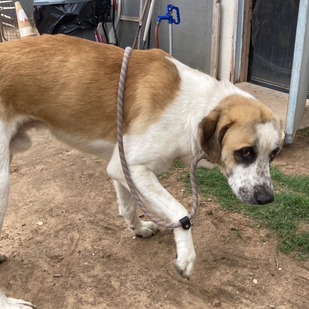 Oliver, an adoptable Saint Bernard, Akbash in Sand Springs, OK, 74063 | Photo Image 4