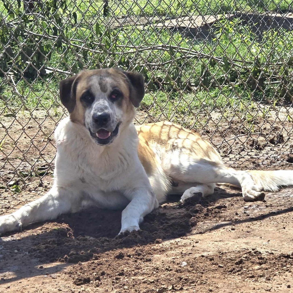 Oliver, an adoptable Saint Bernard, Akbash in Sand Springs, OK, 74063 | Photo Image 5