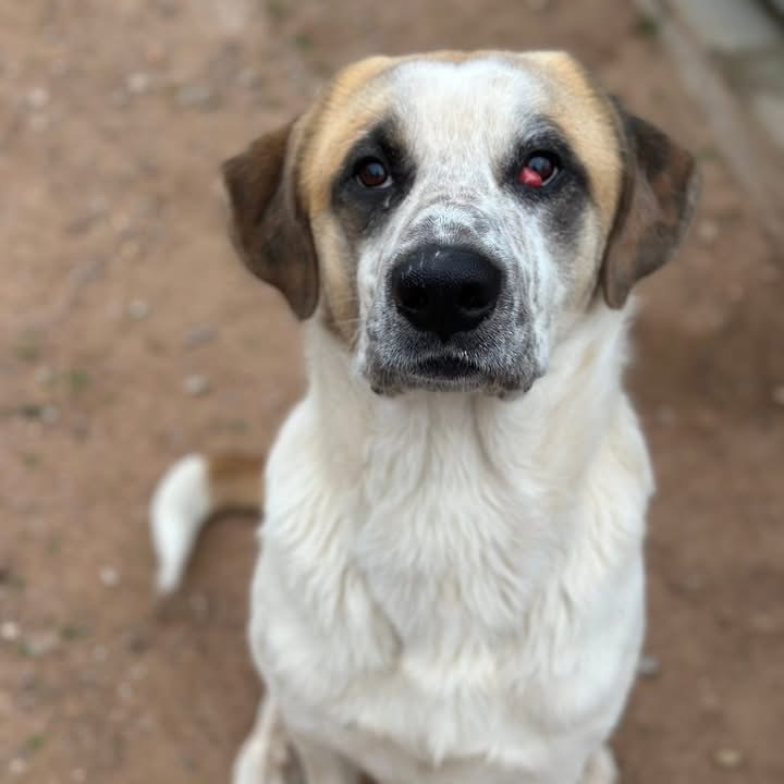 Oliver, an adoptable Saint Bernard, Akbash in Sand Springs, OK, 74063 | Photo Image 6