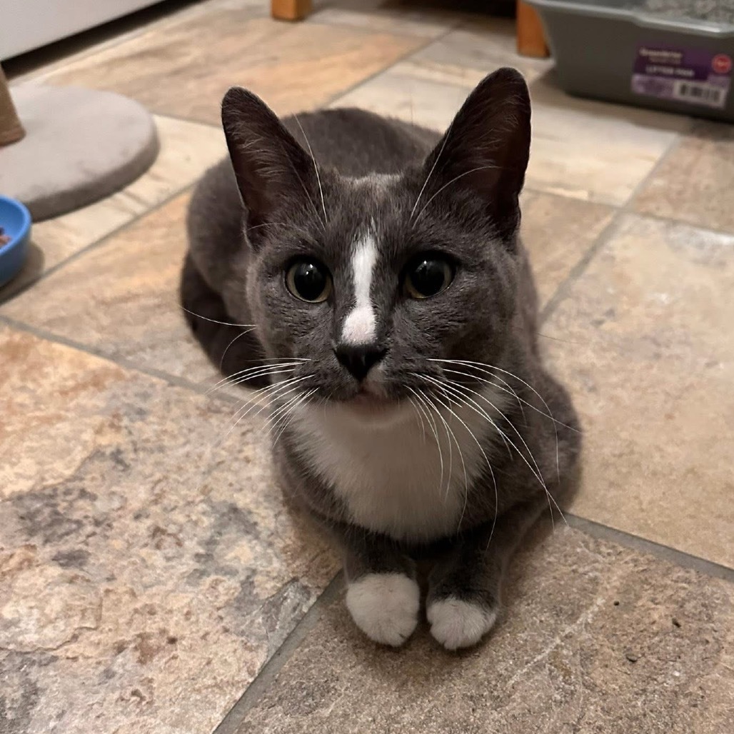 Kitty Kate