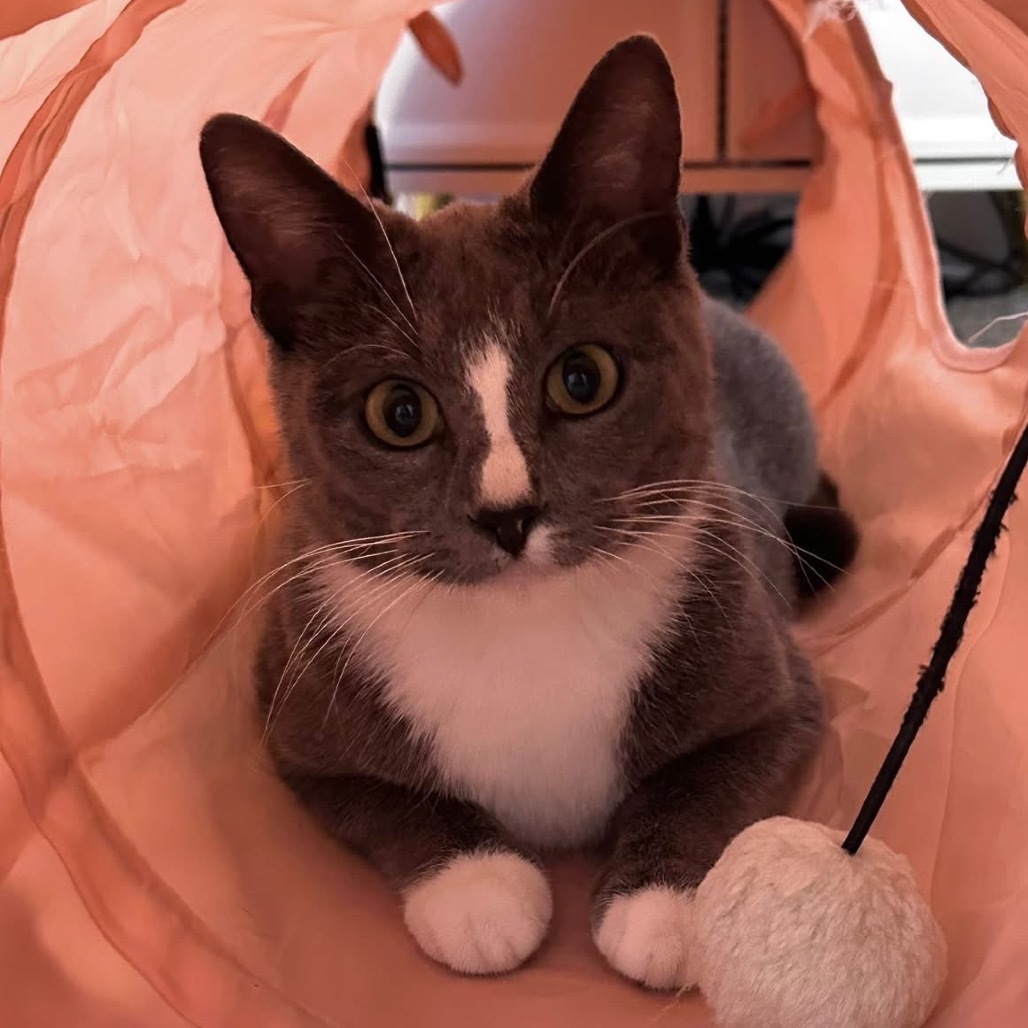 Kitty Kate
