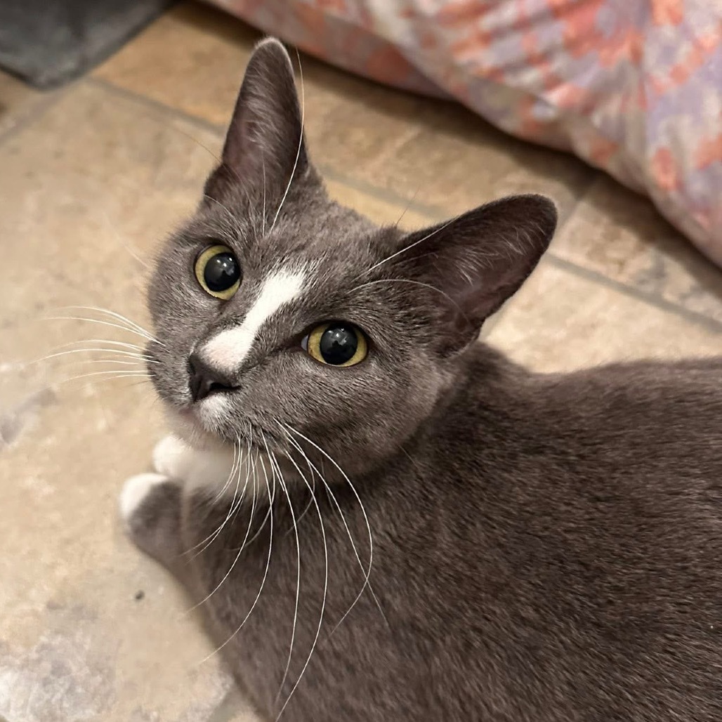 Kitty Kate