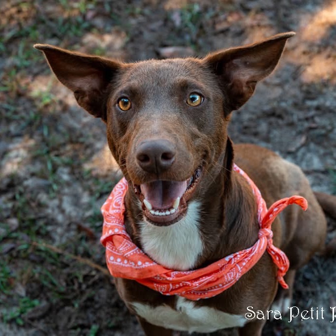 Cocoa