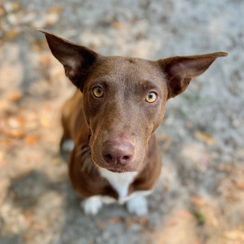 Cocoa