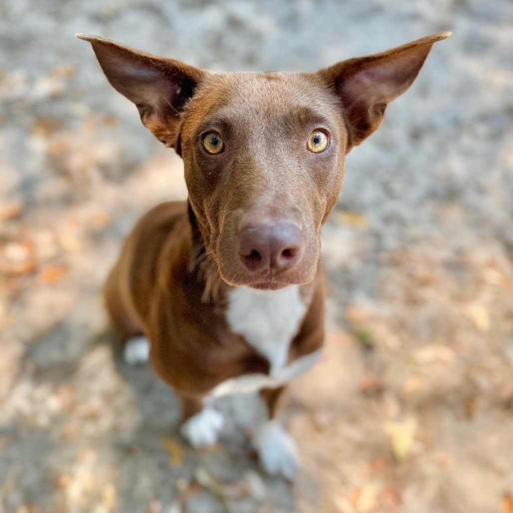 Cocoa