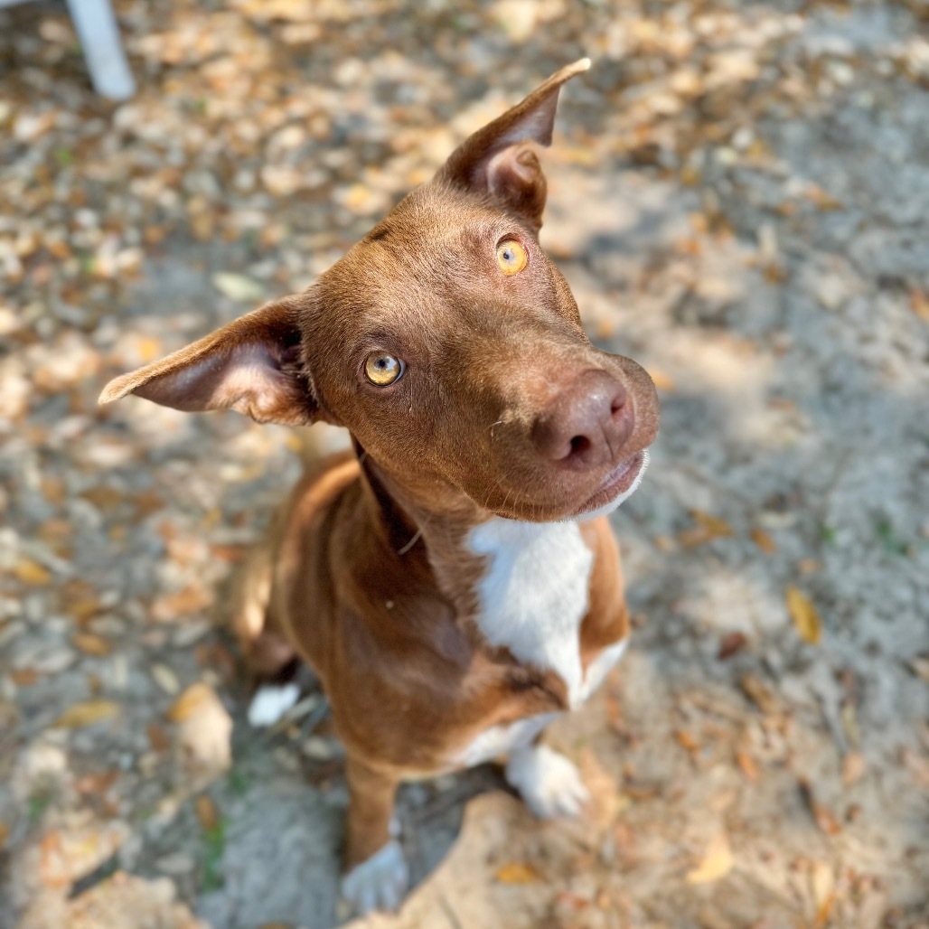 Cocoa