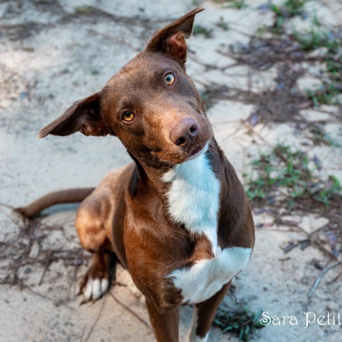 Cocoa