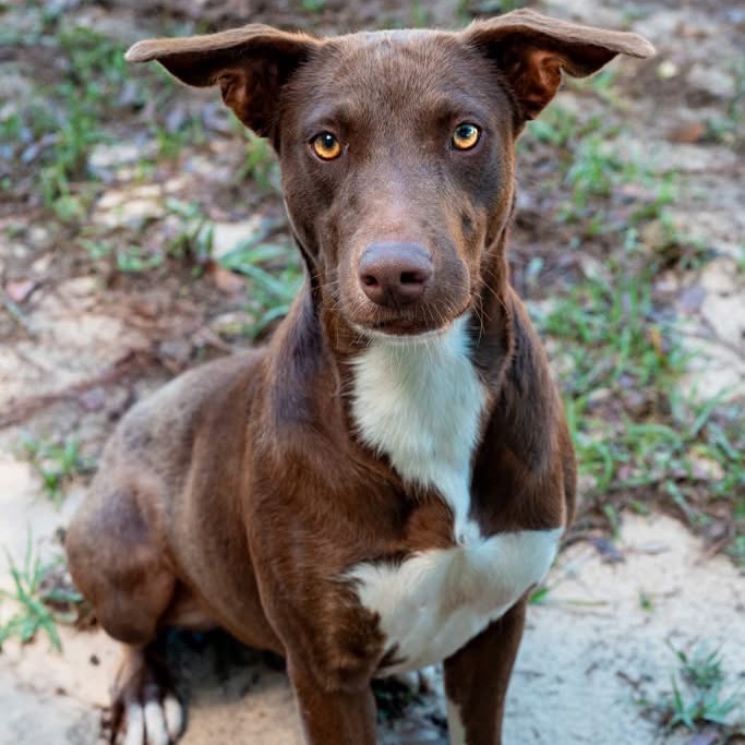 Cocoa