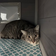 Pearla, Young Female Domestic Short Hair
