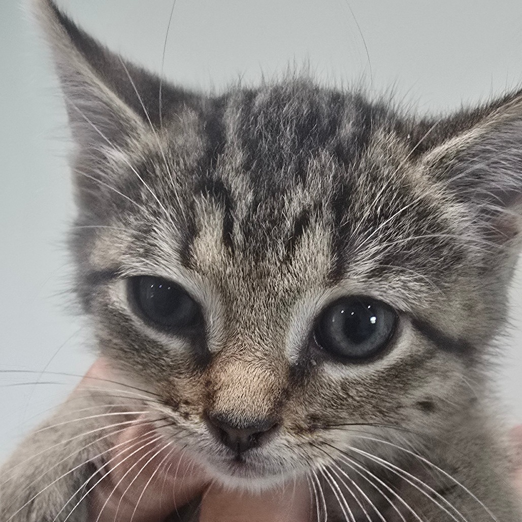 Rob-197009_2, an adoptable Domestic Short Hair in Harlingen, TX, 78550 | Photo Image 1