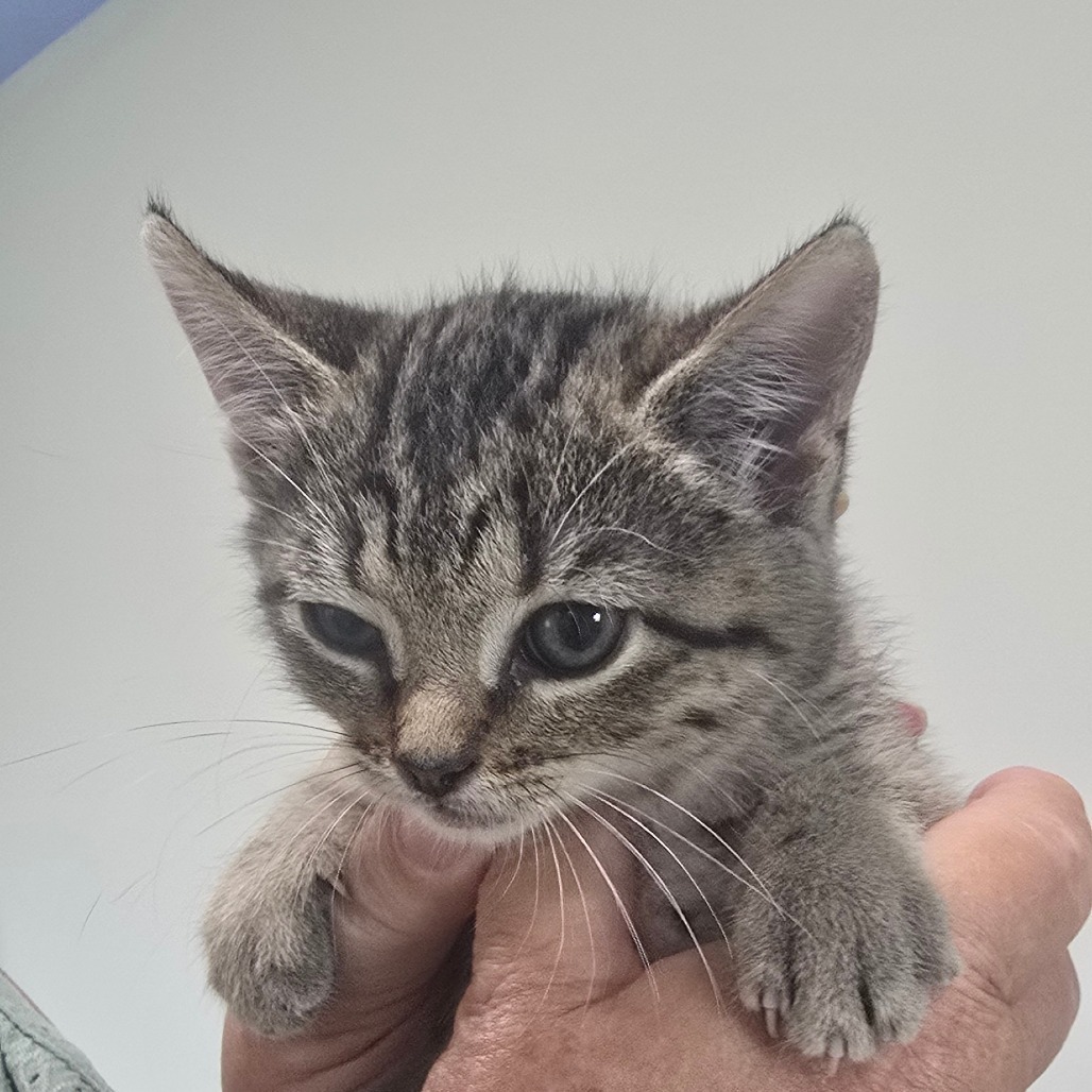 Rob-197009_2, an adoptable Domestic Short Hair in Harlingen, TX, 78550 | Photo Image 3