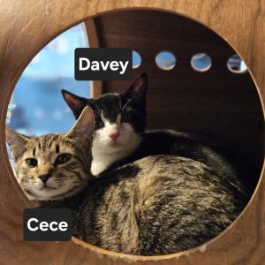 Davey, Young Male Domestic Short Hair