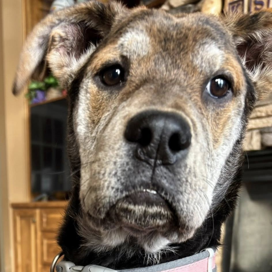 Tilly