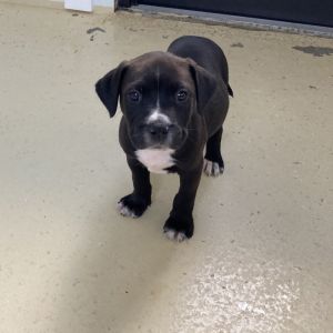 Pup 5 5316 Rocco