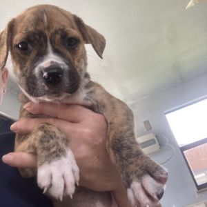 pup 3 5419 Beau