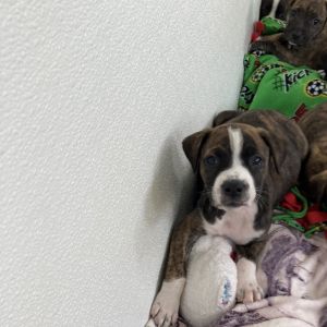 Pup 6 5762 Butta