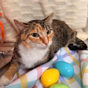 Mousse is a little firecracker wrapped in a soft beautiful coat With her class