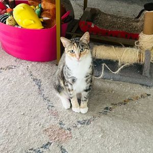Mousse is a little firecracker wrapped in a soft beautiful coat With her classic calico spirit sh