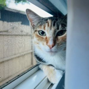 Mousse is a little firecracker wrapped in a soft beautiful coat With her classic calico spirit sh