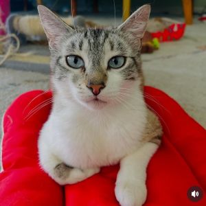 Meet Whipped Cream the sweetest little treat youll ever meet This gorgeous Siamese mix may be a b
