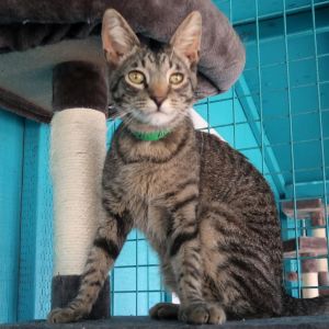 Meet Cannoli a friendly affectionate and playful 4-year-old boy who LOVES being petted and will pu