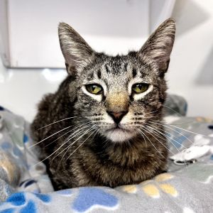 Meet Cannoli a friendly affectionate and playful 4-year-old boy who LOVES being petted and will pu