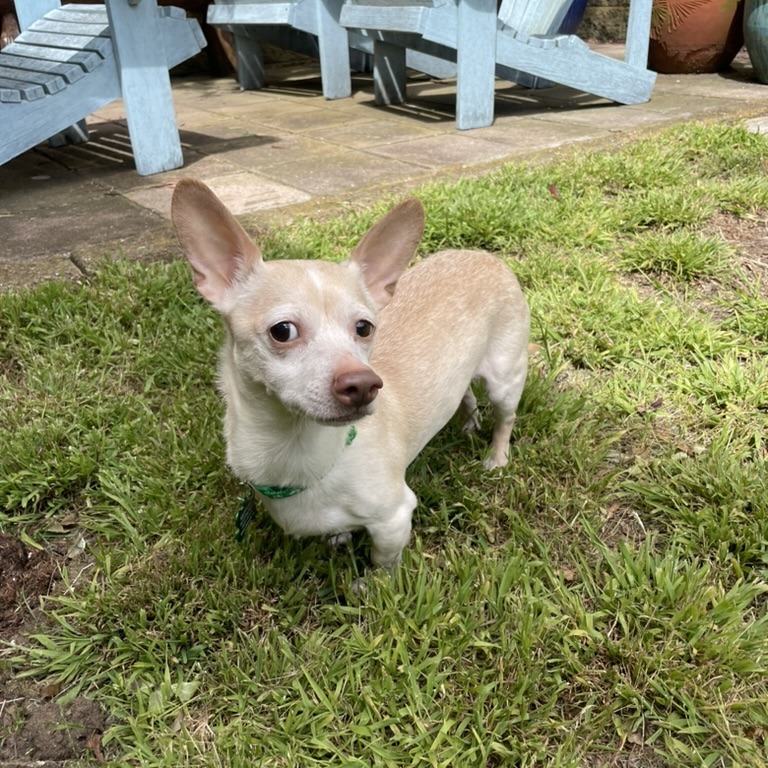 Hot Dog 12923