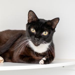 Sophie Domestic Short Hair Cat