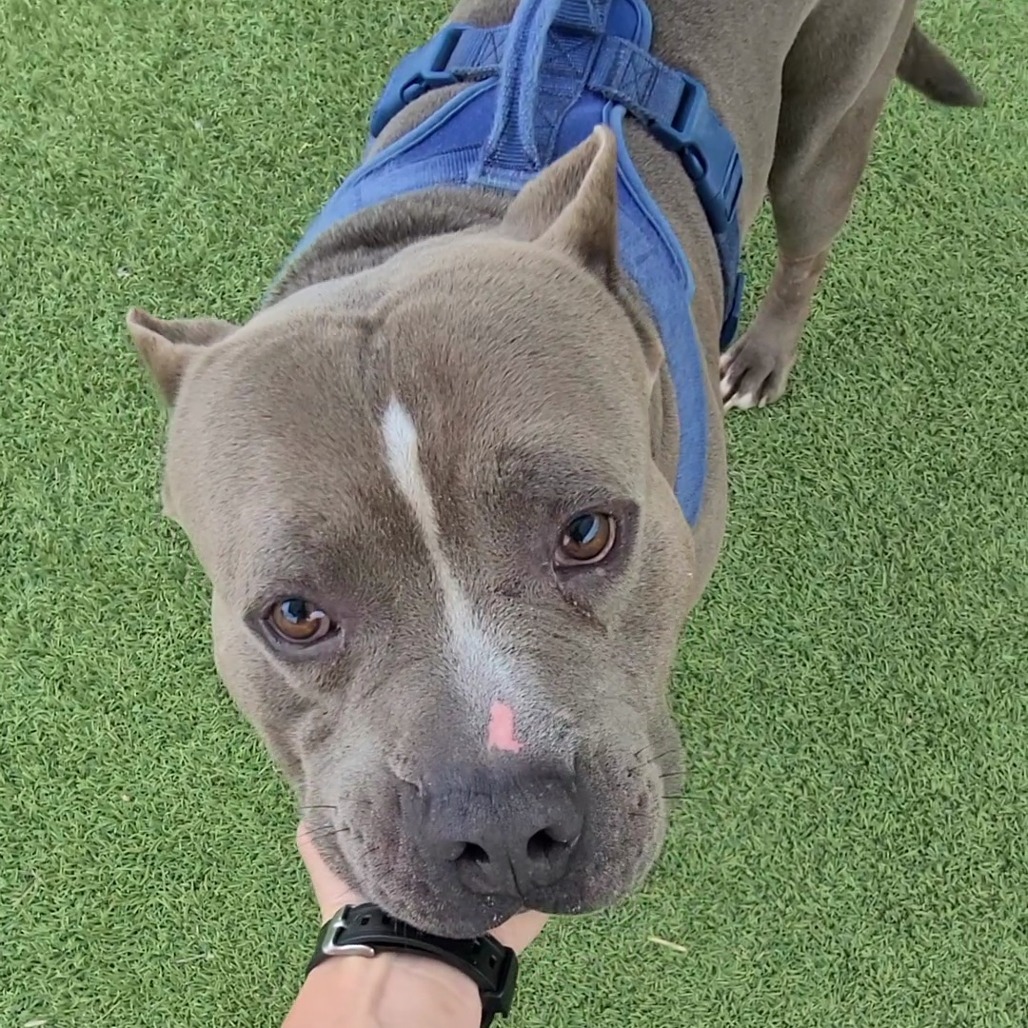 Diesel