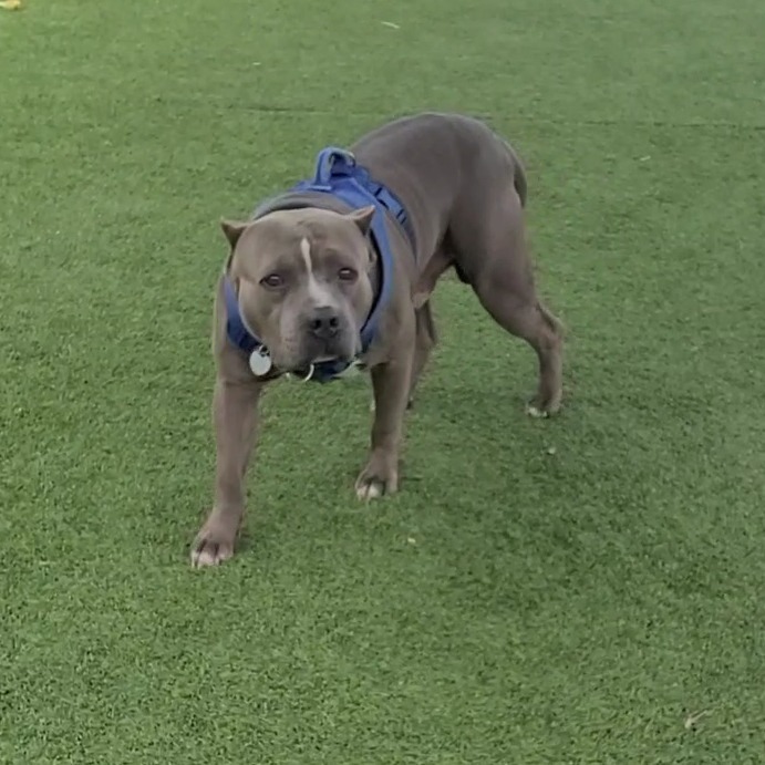 Diesel