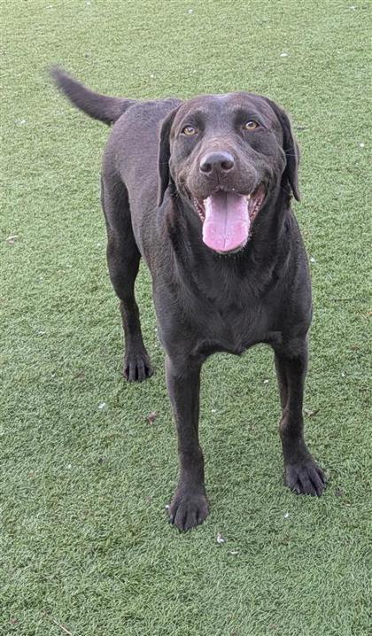Molly, an adoptable Labrador Retriever, Mixed Breed in Hutchinson, KS, 67504 | Photo Image 1