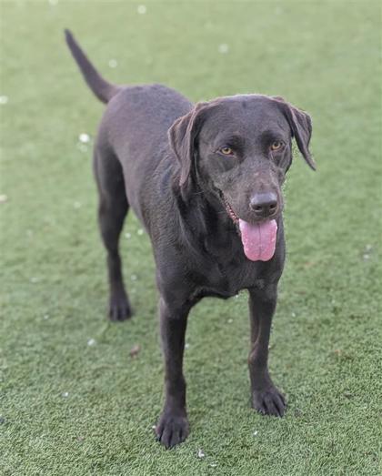 Molly, an adoptable Labrador Retriever, Mixed Breed in Hutchinson, KS, 67504 | Photo Image 2