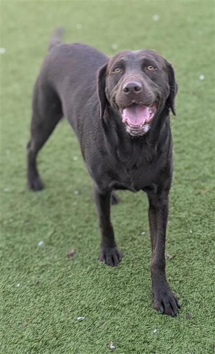 Molly, an adoptable Labrador Retriever, Mixed Breed in Hutchinson, KS, 67504 | Photo Image 3