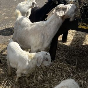 Sri Lanka, Adult Female Goat