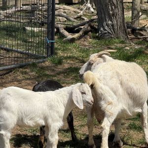 Padre, Baby Male Goat