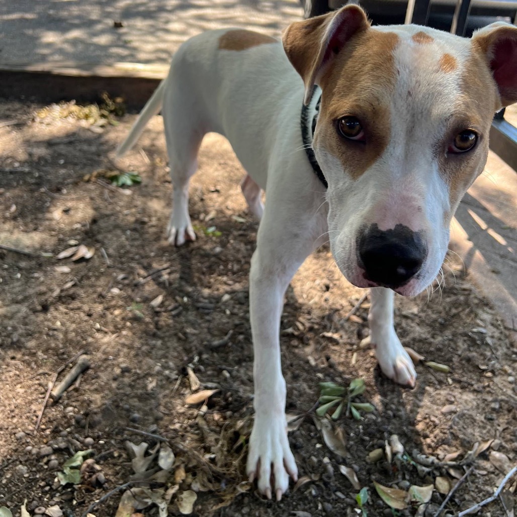 Dodger II, an adoptable Pit Bull Terrier in Wadena, MN, 56482 | Photo Image 1