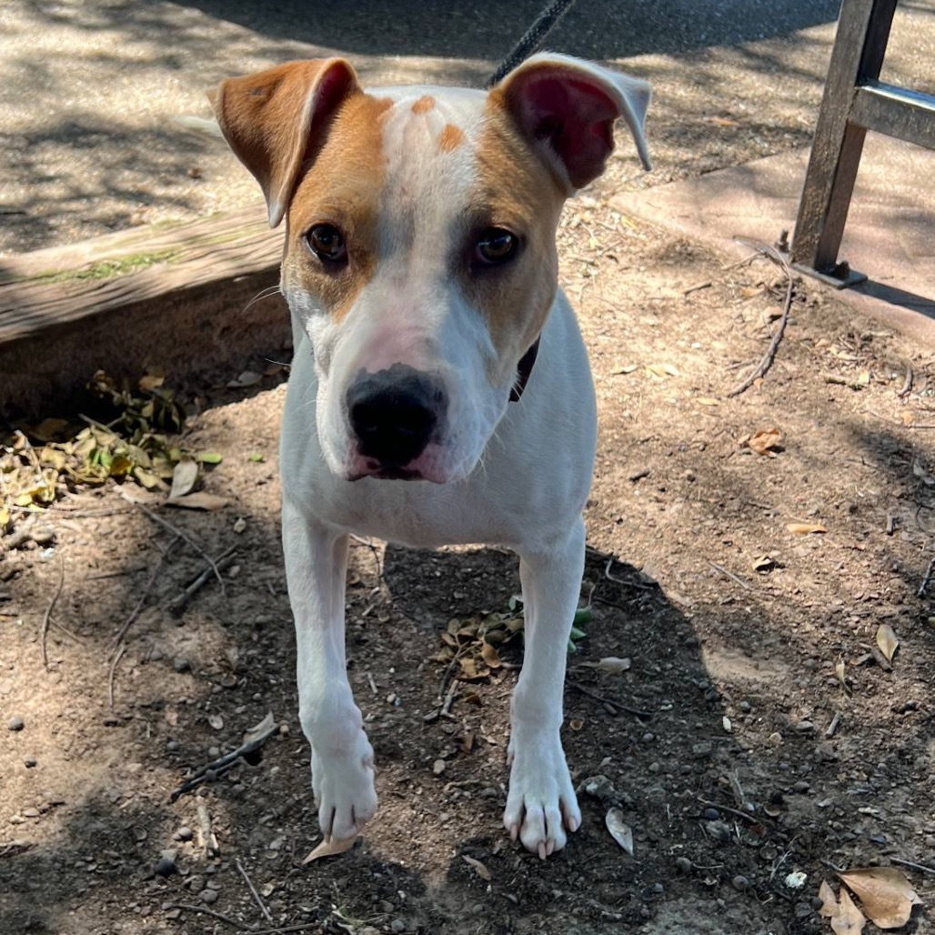 Dodger II, an adoptable Pit Bull Terrier in Wadena, MN, 56482 | Photo Image 2