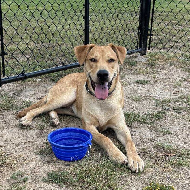Samson III, an adoptable Black Mouth Cur, Labrador Retriever in Wadena, MN, 56482 | Photo Image 1