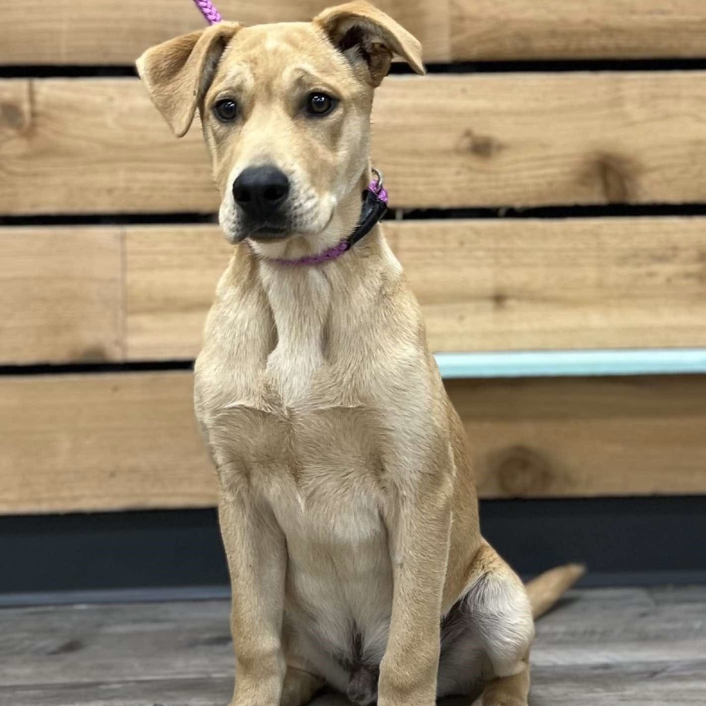Samson III, an adoptable Black Mouth Cur, Labrador Retriever in Wadena, MN, 56482 | Photo Image 2