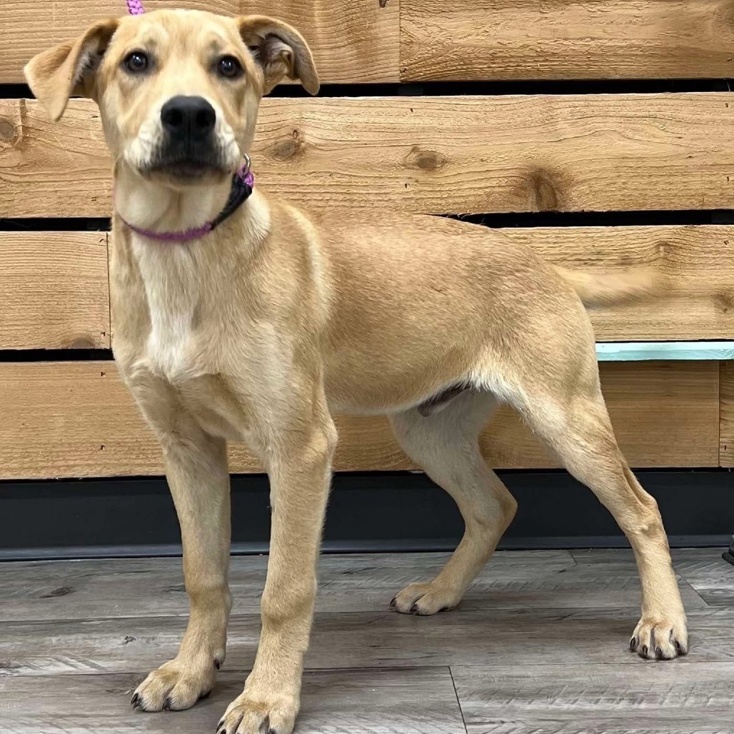 Samson III, an adoptable Black Mouth Cur, Labrador Retriever in Wadena, MN, 56482 | Photo Image 3